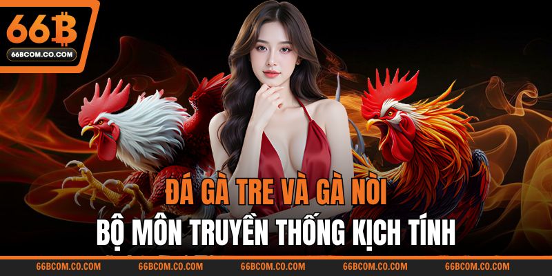 Đá gà tre và gà nòi - Bộ môn truyền thống kịch tính