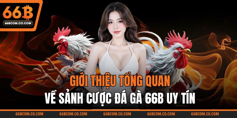 Giới thiệu tổng quan về sảnh cược đá gà 66B uy tín