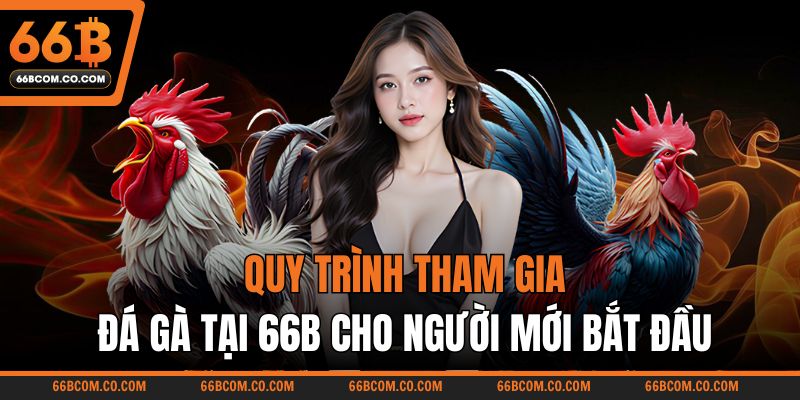 Quy trình tham gia đá gà tại 66B cho người mới bắt đầu